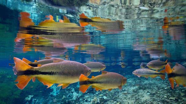 Una de cada cuatro especies de peces de agua dulce en peligro de extinción, según la UICN