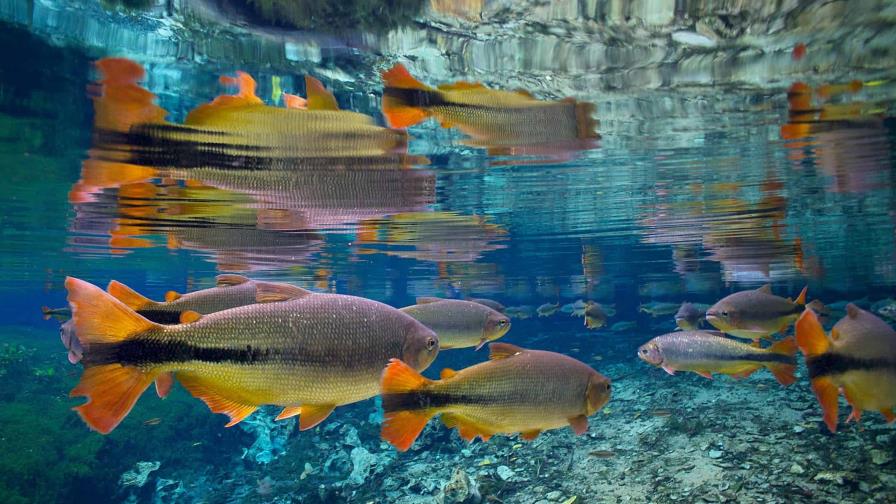 Una de cada cuatro especies de peces de agua dulce en peligro de extinción, según la UICN