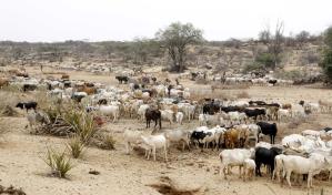 Cinco países de África tienen brotes de ántrax, dice OMS, con más de 1,100 casos sospechosos