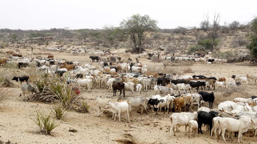 Cinco países de África tienen brotes de ántrax, dice OMS, con más de 1,100 casos sospechosos