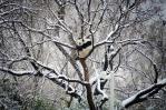 China emite alerta por ola de frío que deja nevadas en varias zonas del país China emite alerta por ola de frío que deja nevadas en varias zonas del país