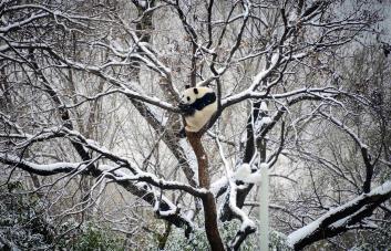 China emite alerta por ola de frío que deja nevadas en varias zonas del país