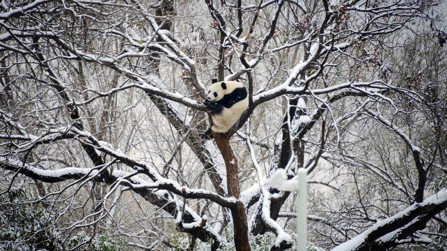 China emite alerta por ola de frío que deja nevadas en varias zonas del país