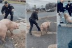 Cerdo protagoniza persecusión policial en Nueva Jersey