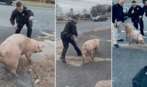 Cerdo protagoniza persecusión policial en Nueva Jersey