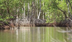 ¿Quiere ayudar a educar sobre los manglares de República Dominicana?