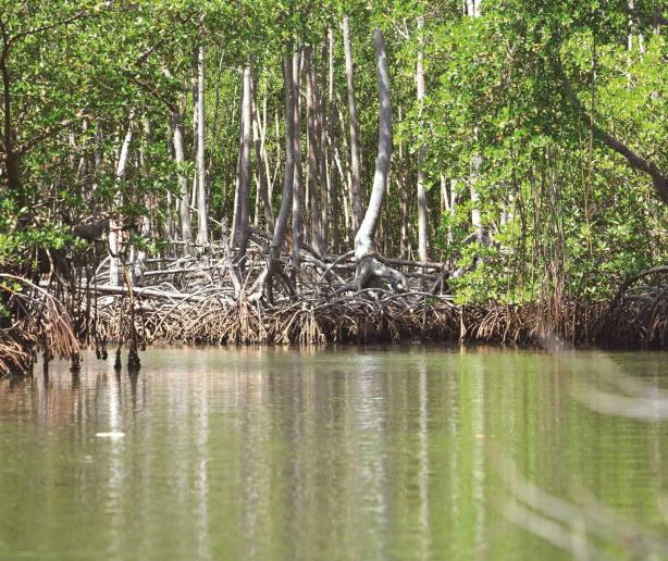 ¿Quiere ayudar a educar sobre los manglares de República Dominicana?