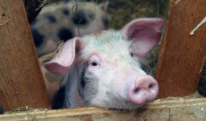 Miami indulta a los cerditos Travis y Taylor en el tradicional perd&oacute;n navide&ntilde;o