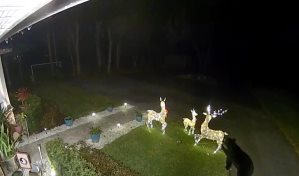 Oso negro ataca y se lleva la decoración navideña de reno de una residencia en Florida
