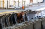 Un toro se cuela en las vías del tren de Nueva Jersey y causa retrasos de hasta 45 minutos Un toro se cuela en las vías del tren de Nueva Jersey y causa retrasos de hasta 45 minutos