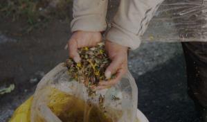 Chapulines o saltamontes: una alternativa para combatir la desnutrición infantil en México