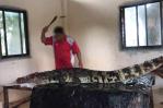 Denuncian que granjas en Tailandia despellejan cocodrilos vivos para comerciar sus pieles