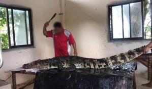 Denuncian que granjas en Tailandia despellejan cocodrilos vivos para comerciar sus pieles