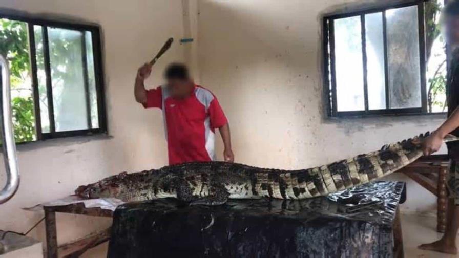 Denuncian que granjas en Tailandia despellejan cocodrilos vivos para comerciar sus pieles