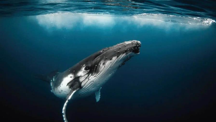 La búsqueda de inteligencia no terrestre se adiestra con ballenas
