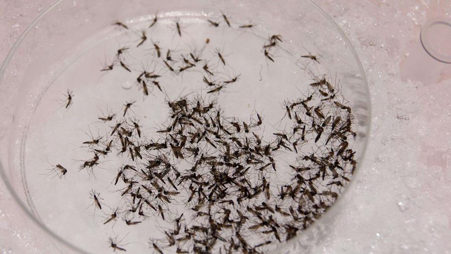 Proyecto en el Caribe: mosquitos infectados para bloquear el virus del dengue