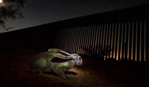 Muro de EE.UU. detiene la migración de animales bajo amenaza, lamenta ONG