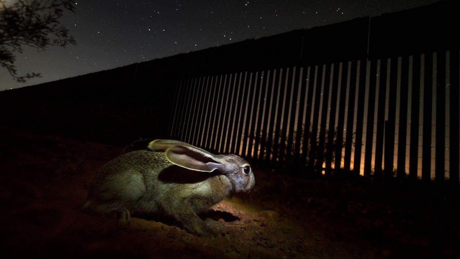 Muro de EE.UU. detiene la migración de animales bajo amenaza, lamenta ONG