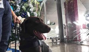Embajada de EE.UU. presenta a Osa, una de los perros que detectan productos de origen porcino