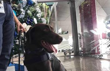 Embajada de EE.UU. presenta a Osa, una de los perros que detectan productos de origen porcino