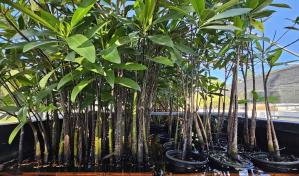 Los manglares, antídoto natural contra el cambio climático y los huracanes en Puerto Rico