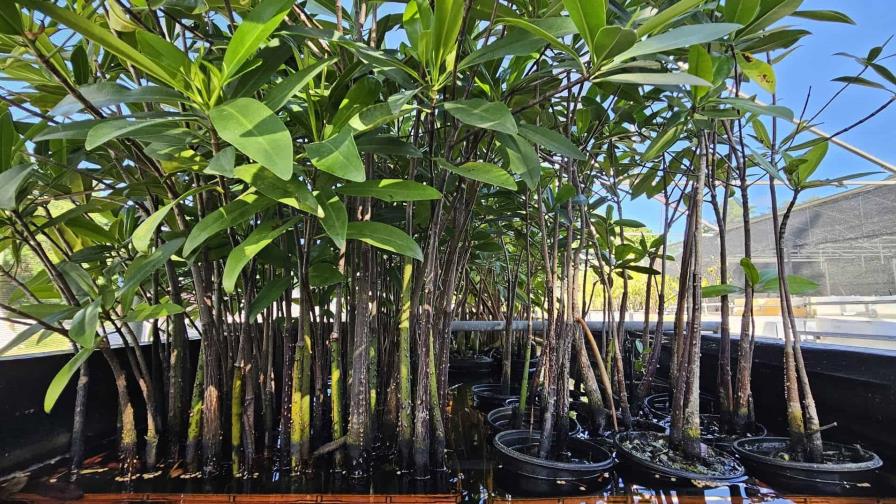 Los manglares, antídoto natural contra el cambio climático y los huracanes en Puerto Rico
