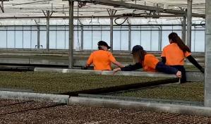 Tasmania, en el sutil equilibrio entre la conservaci&oacute;n y la tala forestal sostenible