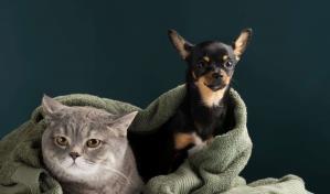 Bajas temperaturas: ¿los perros o gatos las toleran mejor?