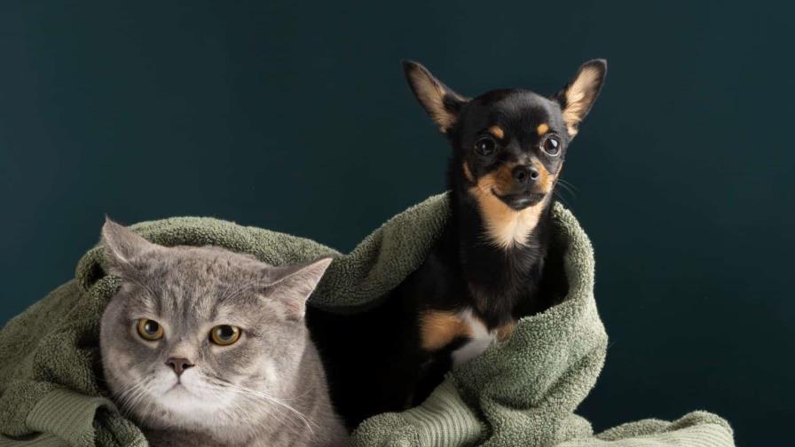 Bajas temperaturas: ¿los perros o gatos las toleran mejor?