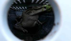 Cientos de evacuados y cocodrilos sueltos por inundaciones en Australia