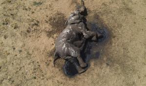 Día Mundial del Elefante: dos amenazas ponen en peligro de extinción a las tres especies