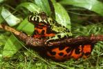 El color de sapos y ranas les ayuda a combatir los cambios ambientales y los patógenos El color de sapos y ranas les ayuda a combatir los cambios ambientales y los patógenos
