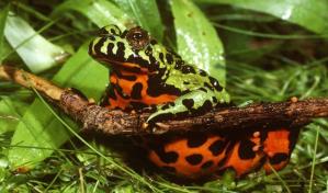 El color de sapos y ranas les ayuda a combatir los cambios ambientales y los patógenos