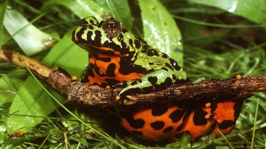 El color de sapos y ranas les ayuda a combatir los cambios ambientales y los patógenos