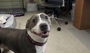 Refugios para mascotas en EE.UU. están atestados