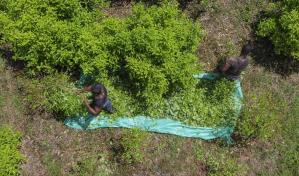 Narcofiles: Una Colombia en declive y nuevos actores en ascenso en el mercado de la cocaína