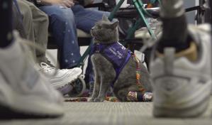 Promueven terapia con gatos para mejorar el bienestar de comunidades