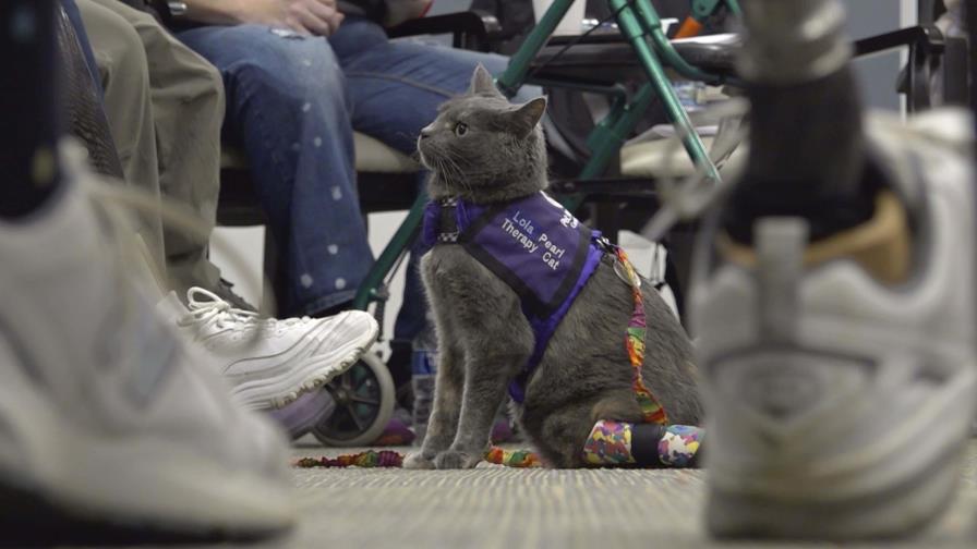 Promueven terapia con gatos para mejorar el bienestar de comunidades