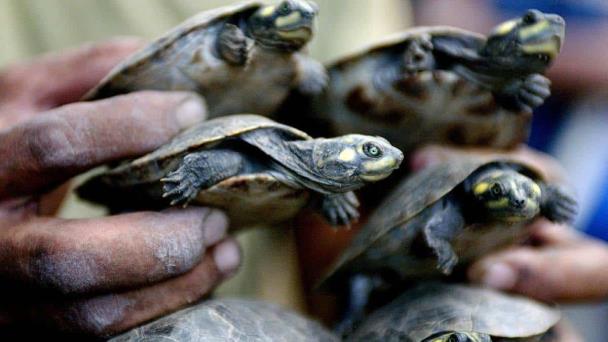 Decomisan 4,000 tortugas de la Amazonía peruana que serían traficadas en Indonesia