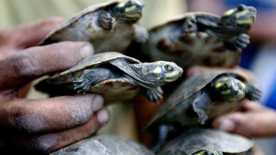 Decomisan 4,000 tortugas de la Amazonía peruana que serían traficadas en Indonesia