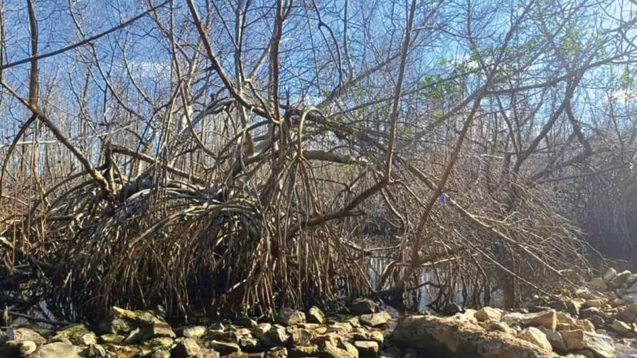 Técnicos de Medio Ambiente advierten daño a humedal en Samaná violenta acuerdos