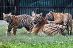 Presentan los primeros 2 tigres de Bengala nacidos en cautiverio en 18 años en Nueva Delhi Presentan los primeros 2 tigres de Bengala nacidos en cautiverio en 18 años en Nueva Delhi