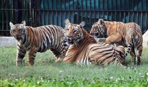 Presentan los primeros 2 tigres de Bengala nacidos en cautiverio en 18 años en Nueva Delhi