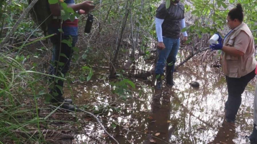 Autoridades esperan resultados de estudios para establecer causas del daño a manglares en Samaná
