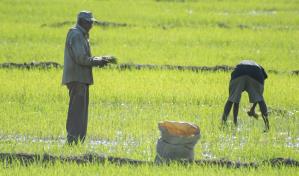 RD cerraría 2023 sin avances en negociación del arroz en el DR-Cafta