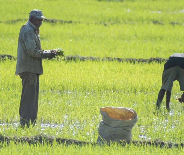 RD cerraría 2023 sin avances en negociación del arroz en el DR-Cafta