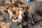 Detienen en EE.UU. a maestra que vivía en casa móvil con más de 300 animales Detienen en EE.UU. a maestra que vivía en casa móvil con más de 300 animales