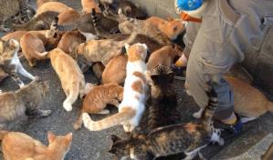 Detienen en EE.UU. a maestra que vivía en casa móvil con más de 300 animales