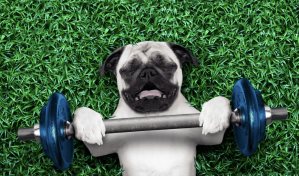 ¿Cuál es el animal más fuerte del mundo?