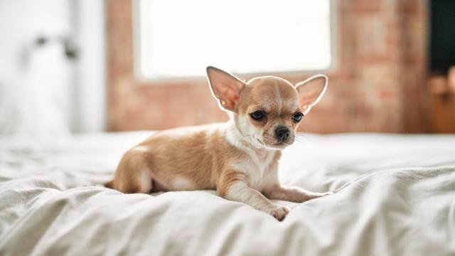 Estrategias para alimentar a tu cachorro